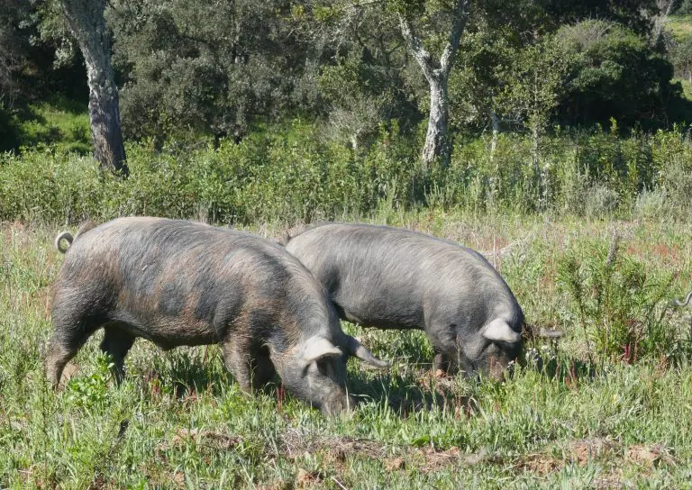 The famous black pig of the Alentejo region