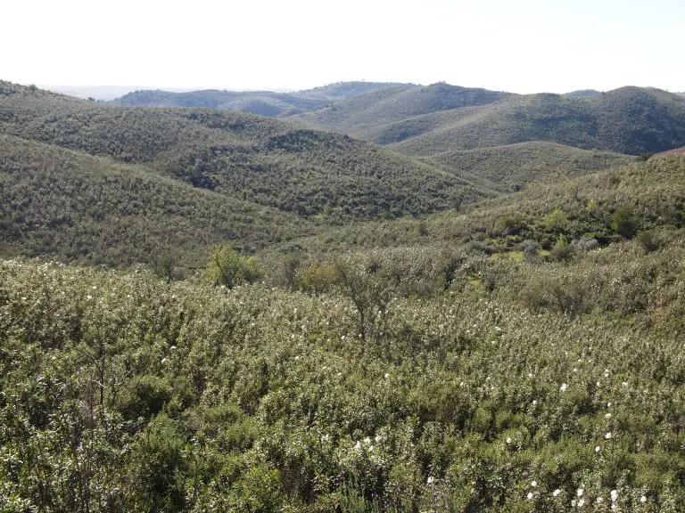 Valle del Guadiana con un campo de cistus en primer plano