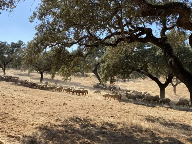 Troupeau de moutons dans la région de Serpa